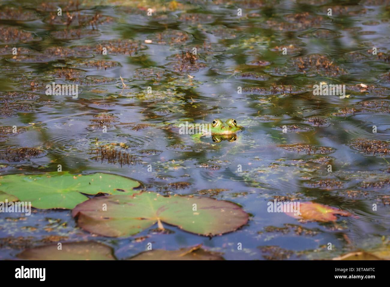 Grandi rane nell'acqua di un lago Foto Stock