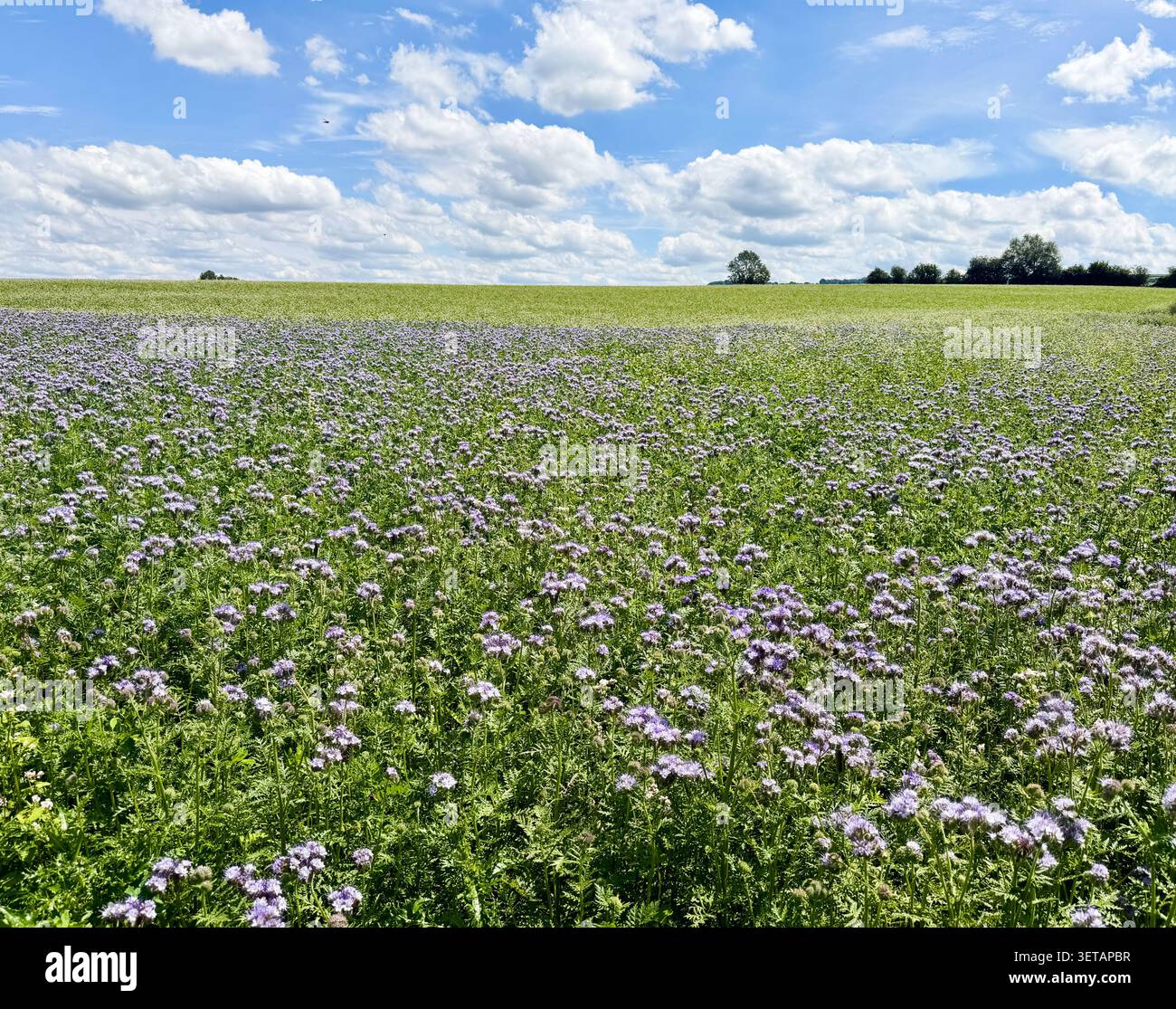 Un colorato campo di Phacelia (noto anche come Purple tansy) è un'esperienza accattivante in questa campagna del Cotswold. Foto Stock