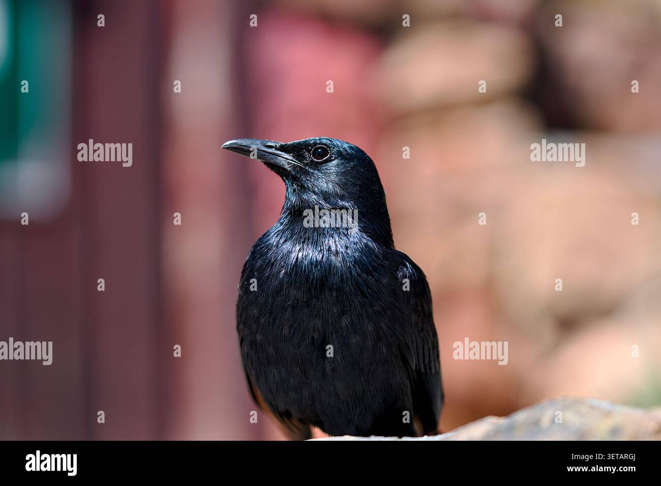 Un ritratto medio di una starling nera lucida con ali pallide arroccata all'aperto Foto Stock