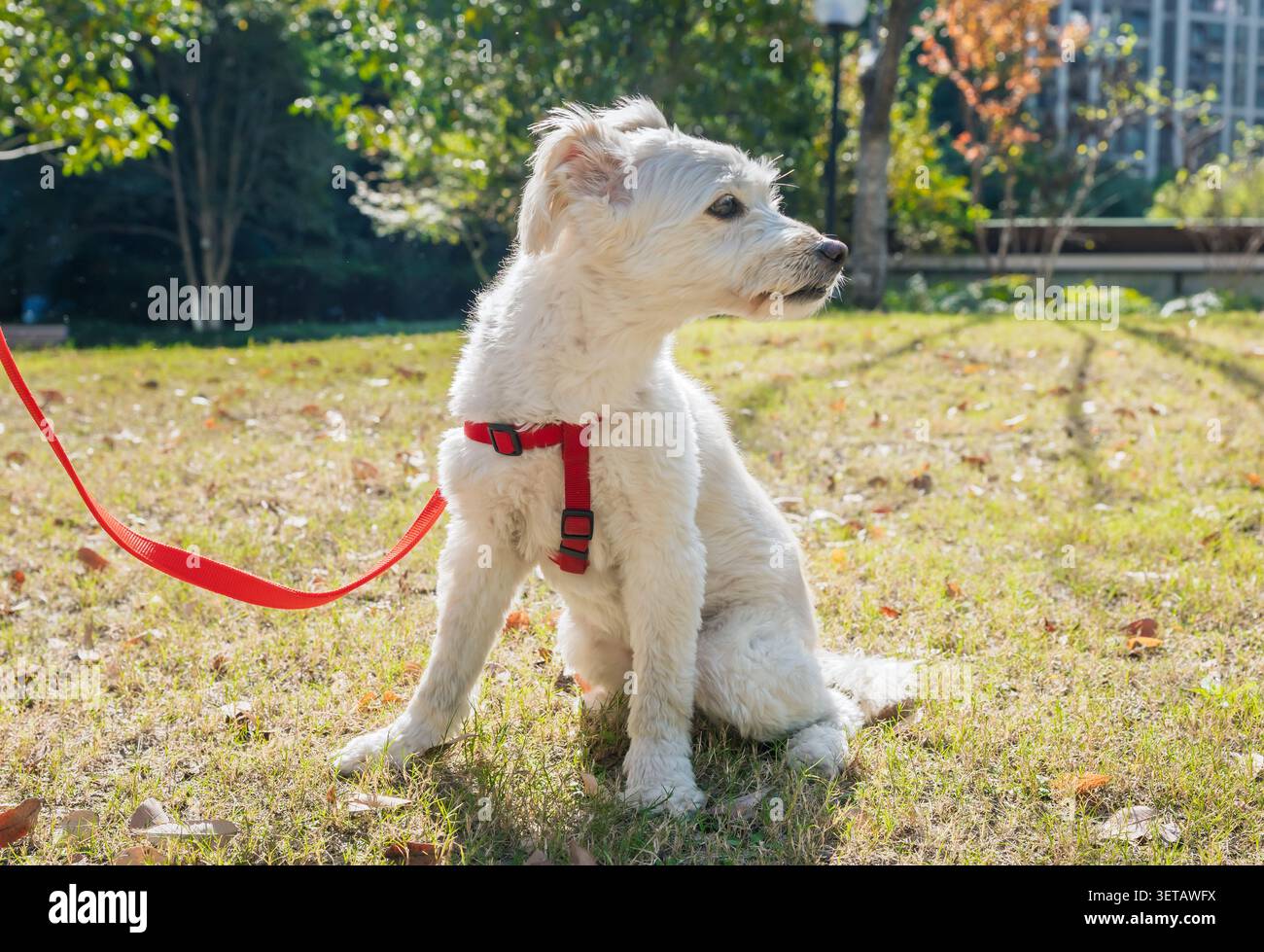 Soffice cane bianco che indossa un'imbracatura rossa e un guinzaglio seduto sull'erba verde durante una giornata autunnale di sole Foto Stock
