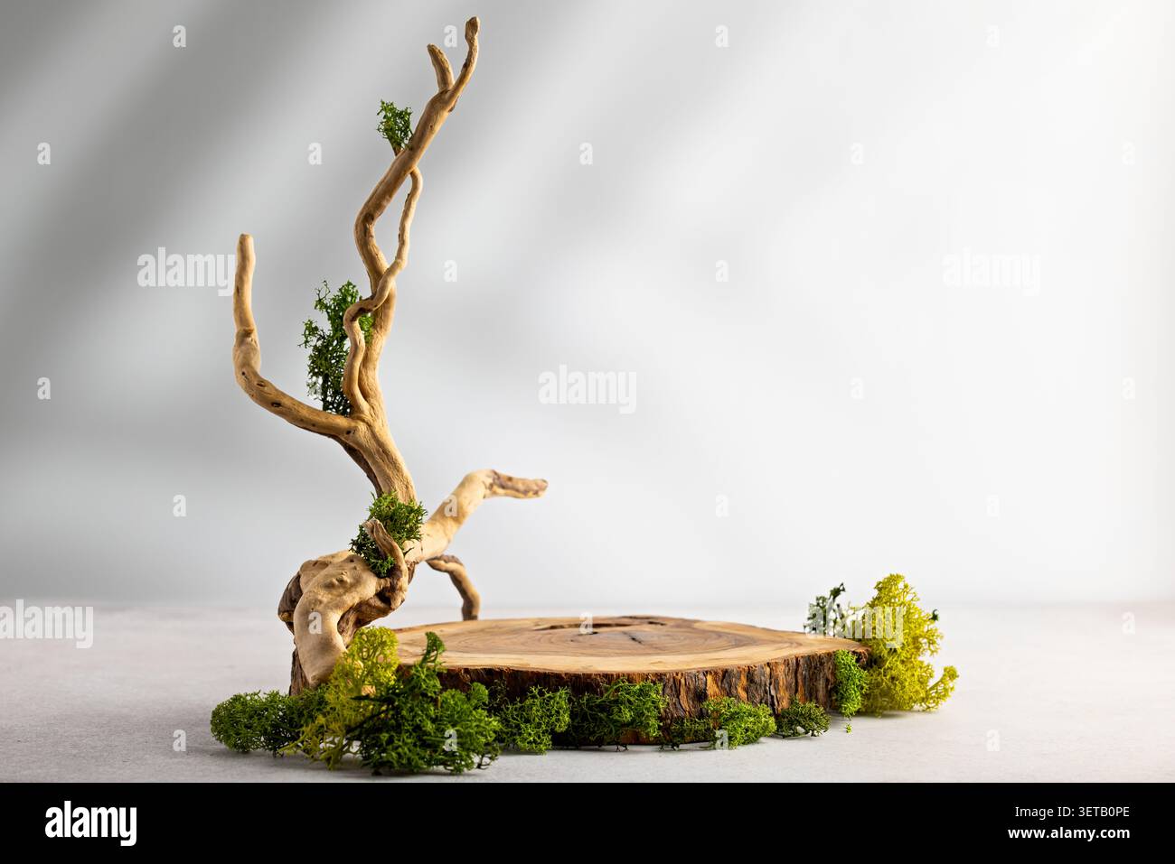 Podio in legno organico con vegetazione di muschio e alto ramo ritorto per un mockup naturale da esposizione di prodotti cosmetici Foto Stock