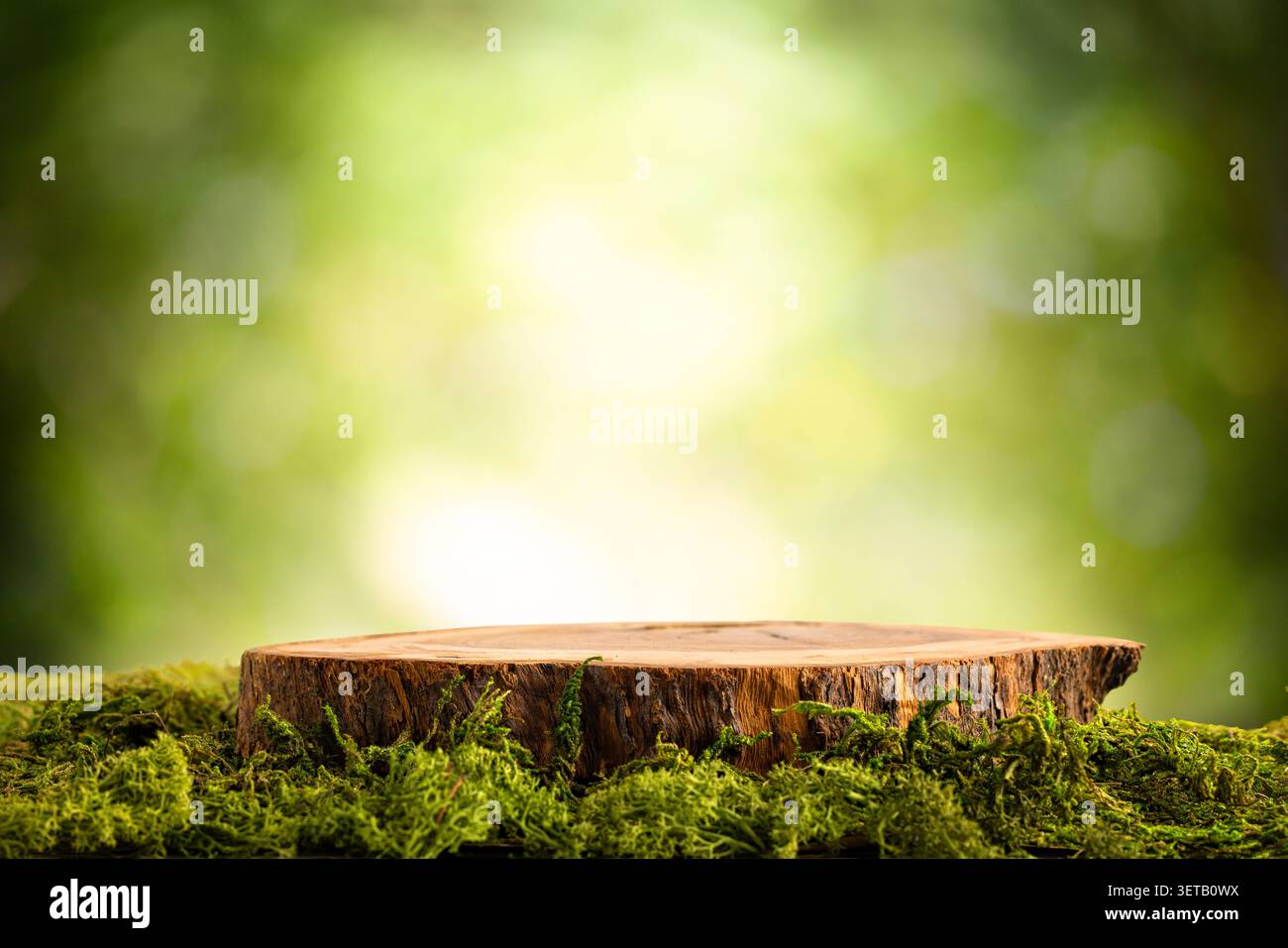 Ceppo d'albero in legno su superficie Mossy con sfondo naturale sfocato Foto Stock