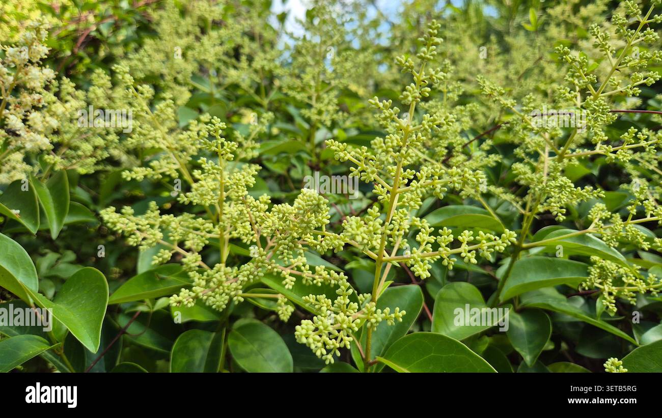 La siepe lucida (Ligustrum lucidum) mostra un fitto fogliame verde e un'ampia panicola bianca di fiori Foto Stock