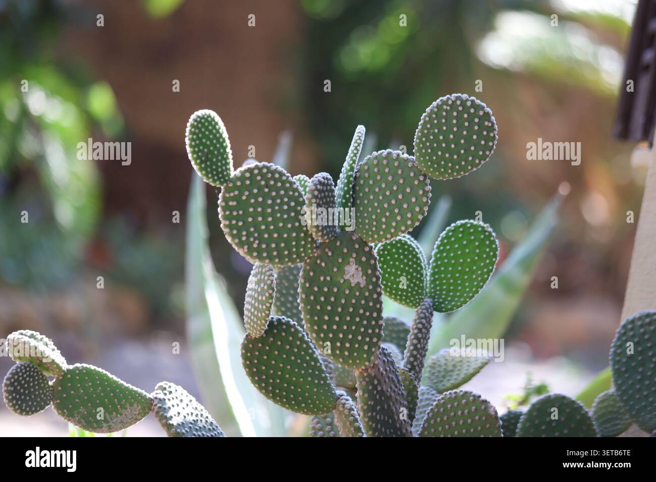 Primo piano di un vivace cactus verde a forma di coniglio con motivi distintivi a pois in un giardino soleggiato Foto Stock