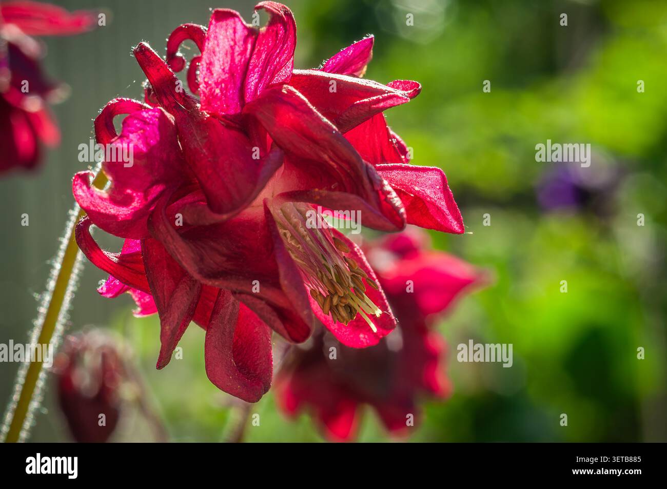 Questi suggestivi fiori rossi di columbine mostrano la loro forma unica e il loro colore vibrante alla luce del sole Foto Stock