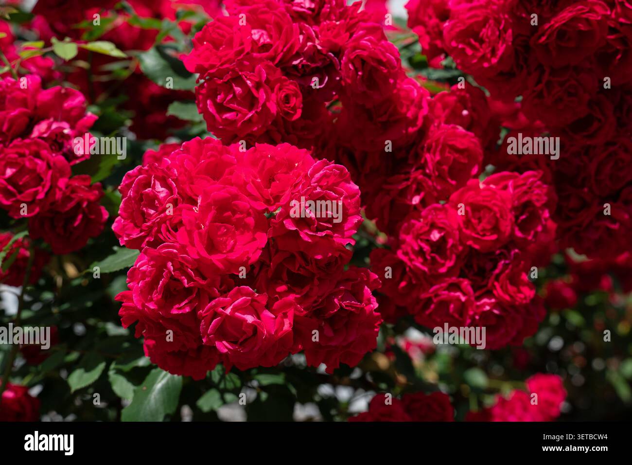 Sfondo texture di un lussureggiante cespuglio con vivaci rose rosse che fioriscono. Primo piano dettagliato sullo sfondo di fiori di rosa scarlatta e foglie verdi Foto Stock