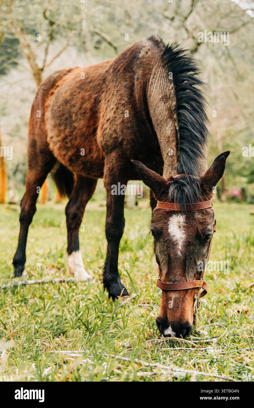 Cavallo che pascolano erba verde fresca nel prato Foto Stock