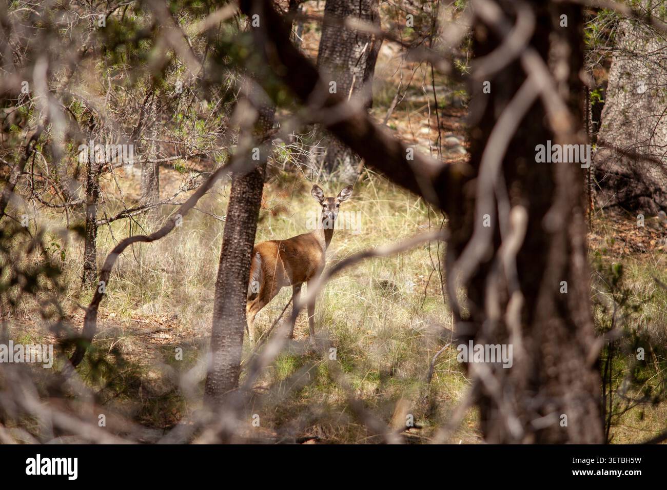 Curioso cervo dalla coda bianca che sbircia tra gli alberi Foto Stock