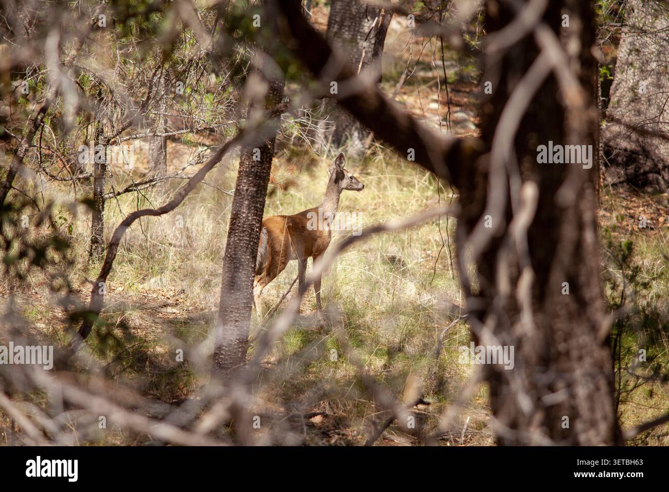 Il giovane cervo di daino è in allerta nella foresta Foto Stock