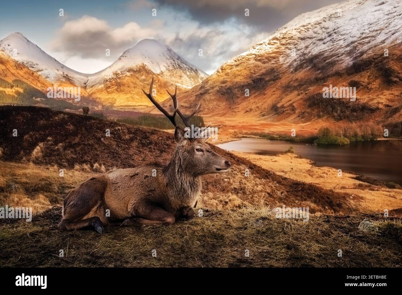 Vista di un cervo rosso adagiato su una collina con montagne innevate e un lago sullo sfondo a Glen Etive Ballachulish, Scozia, United Kin Foto Stock