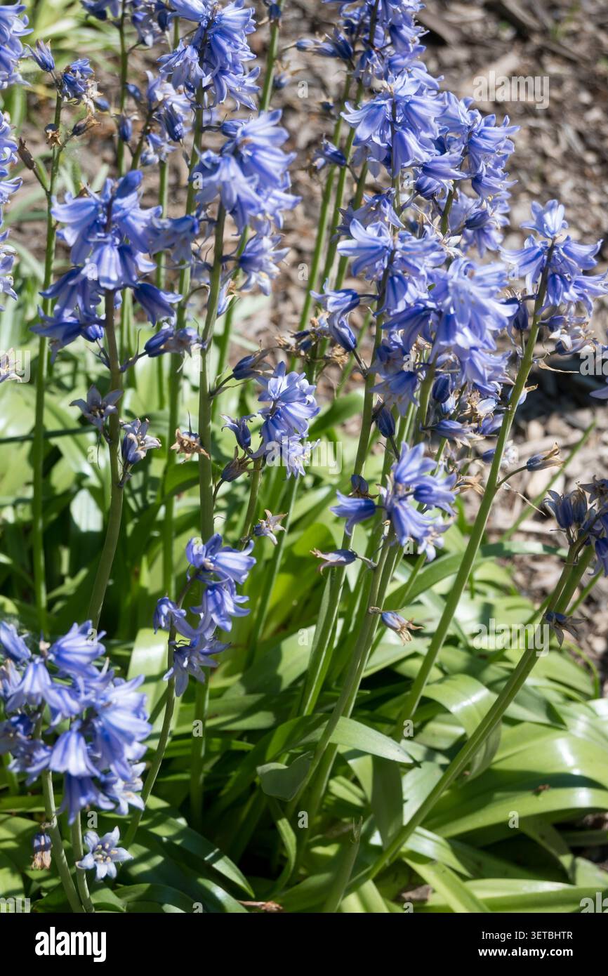 Macro verticale di fiori di campanello spagnolo con steli verdi alla luce del sole. Ideale per sfondi floreali verticali, elementi di design del giardino e spr Foto Stock