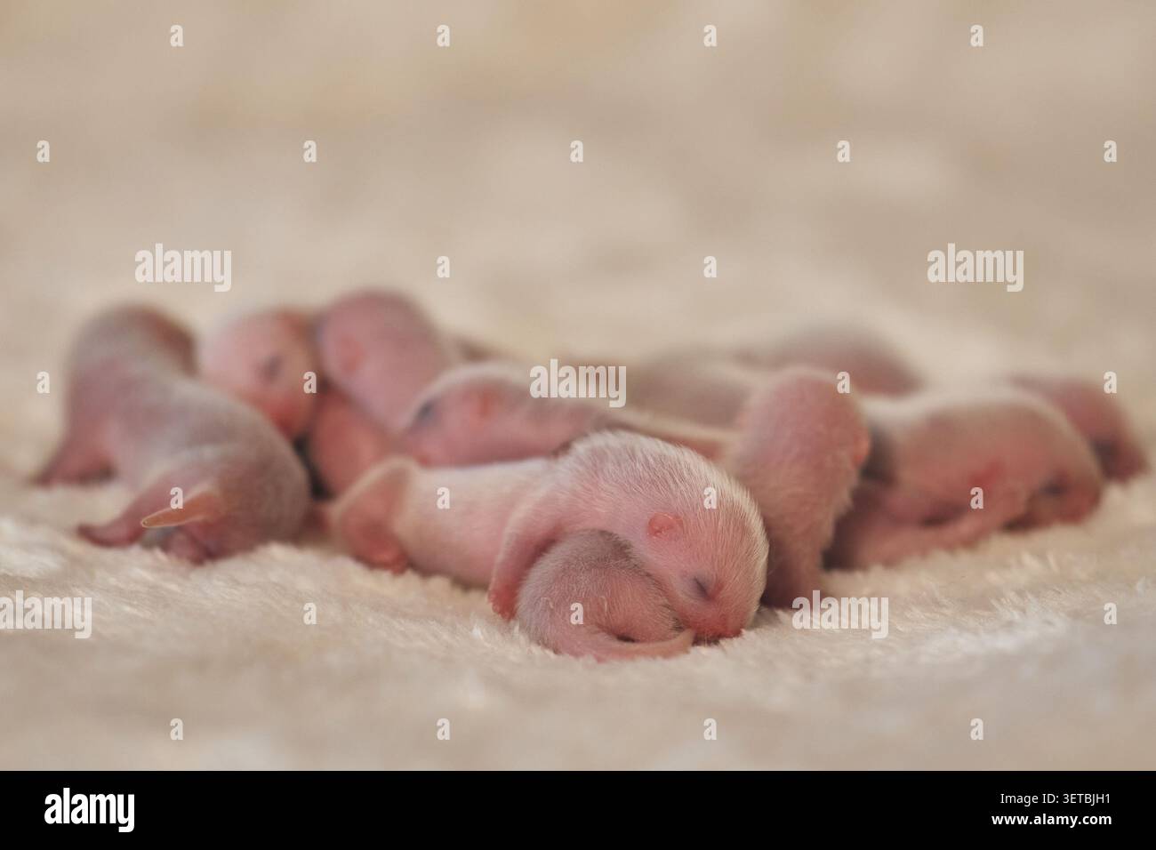 Gruppo di tre giorni di vecchi Ferret Kits nazionali in un nido Foto Stock