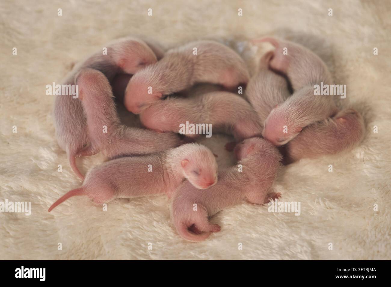 Gruppo di tre giorni di vecchi Ferret Kits nazionali in un nido Foto Stock