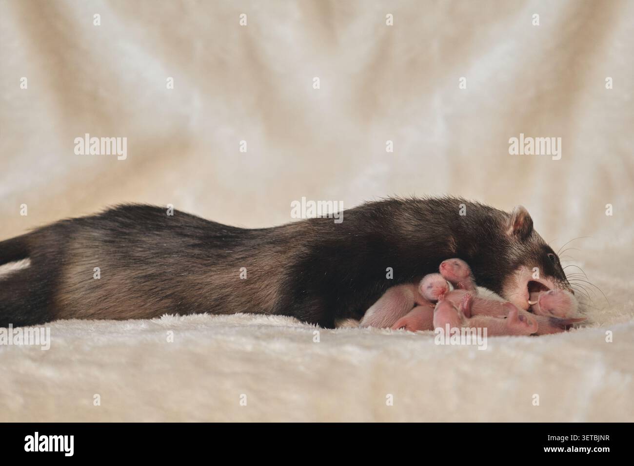 Kit Ferret per tre giorni con mamma a Nest Foto Stock