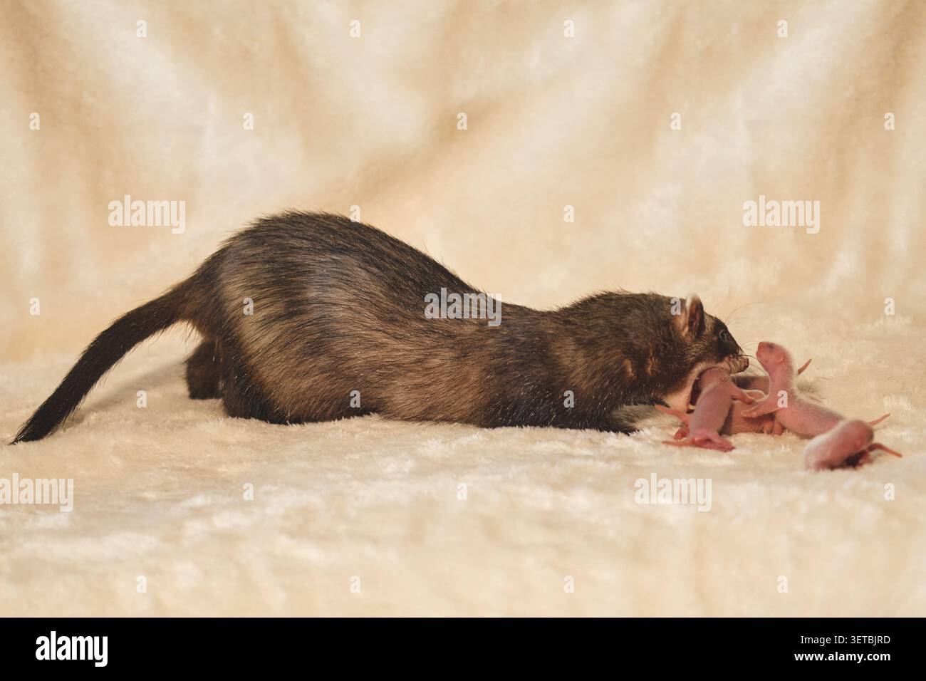 Kit Ferret per tre giorni con mamma a Nest Foto Stock