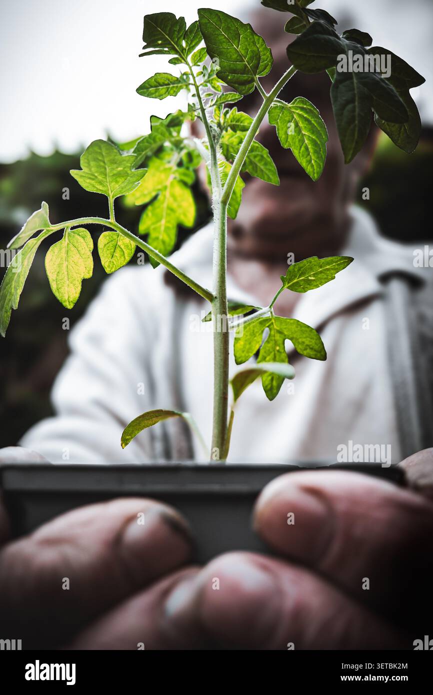 Mani di alto livello che tengono piccole piantine di pomodoro verde in una pentola Foto Stock