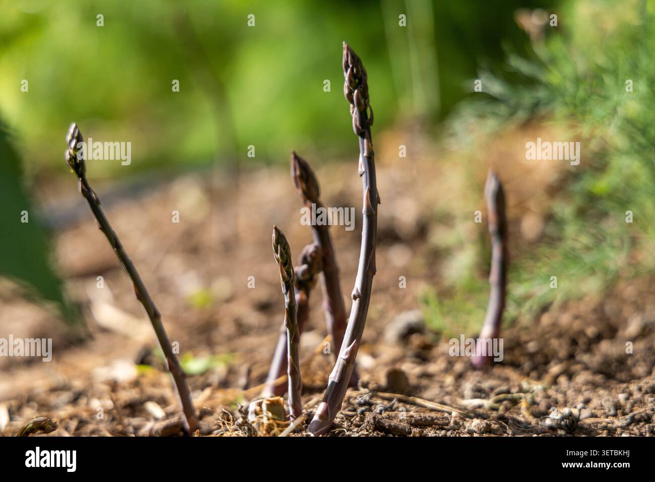 Lancia di asparagi freschi che spuntano dalla terra Foto Stock