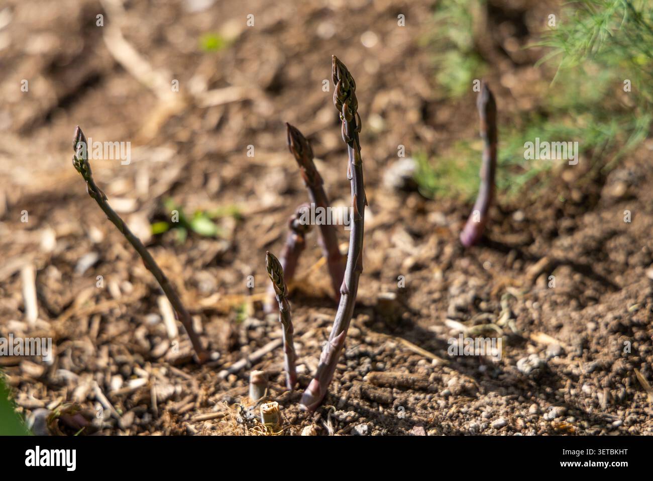 Germogli di asparagi freschi che crescono in un letto da giardino Foto Stock