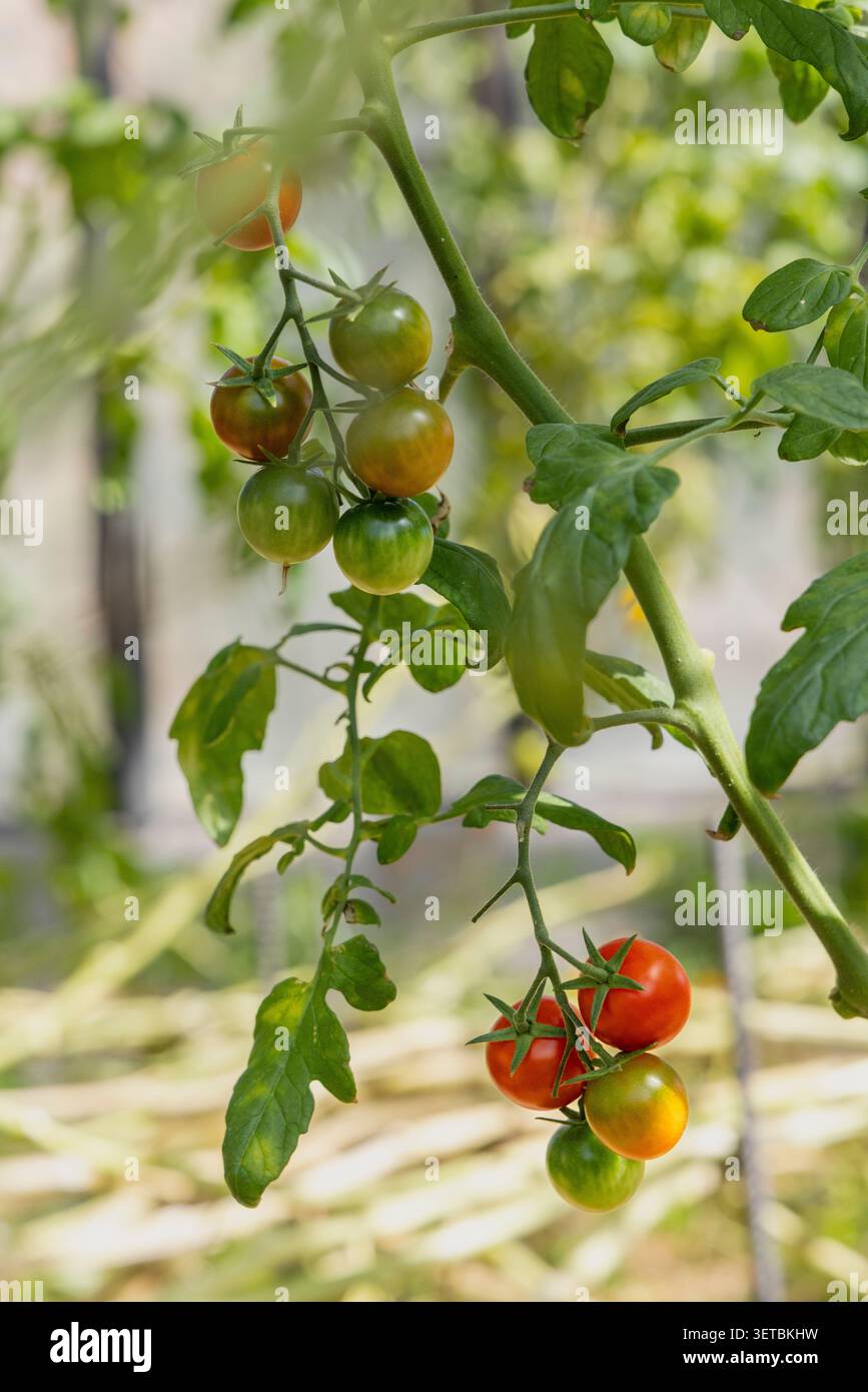 Il rosso e il verde di pomodori ciliegini maturazione sulla vite Foto Stock