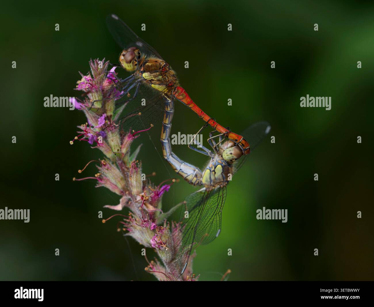 L'abbinamento della grande pagnotta su un fiore. Foto Stock