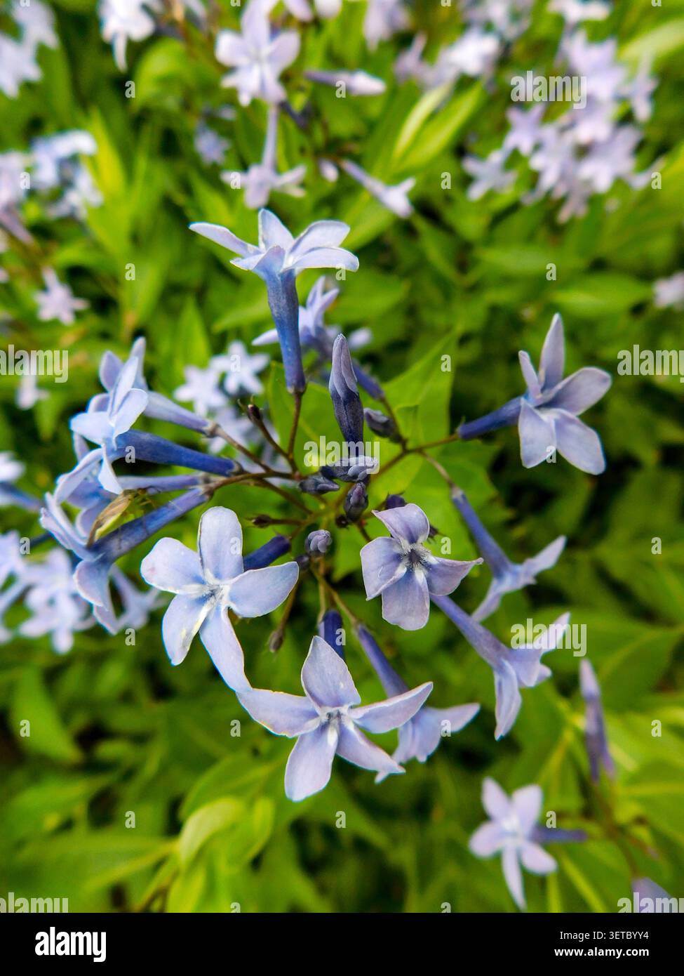 Ritratto naturale in primo piano di una pianta in fiore della deliziosa Amsonia 'Blue Ice', bluestar 'Blue Ice' nel sole amabile dell'inizio dell'estate. in fiore, mozzafiato, Foto Stock