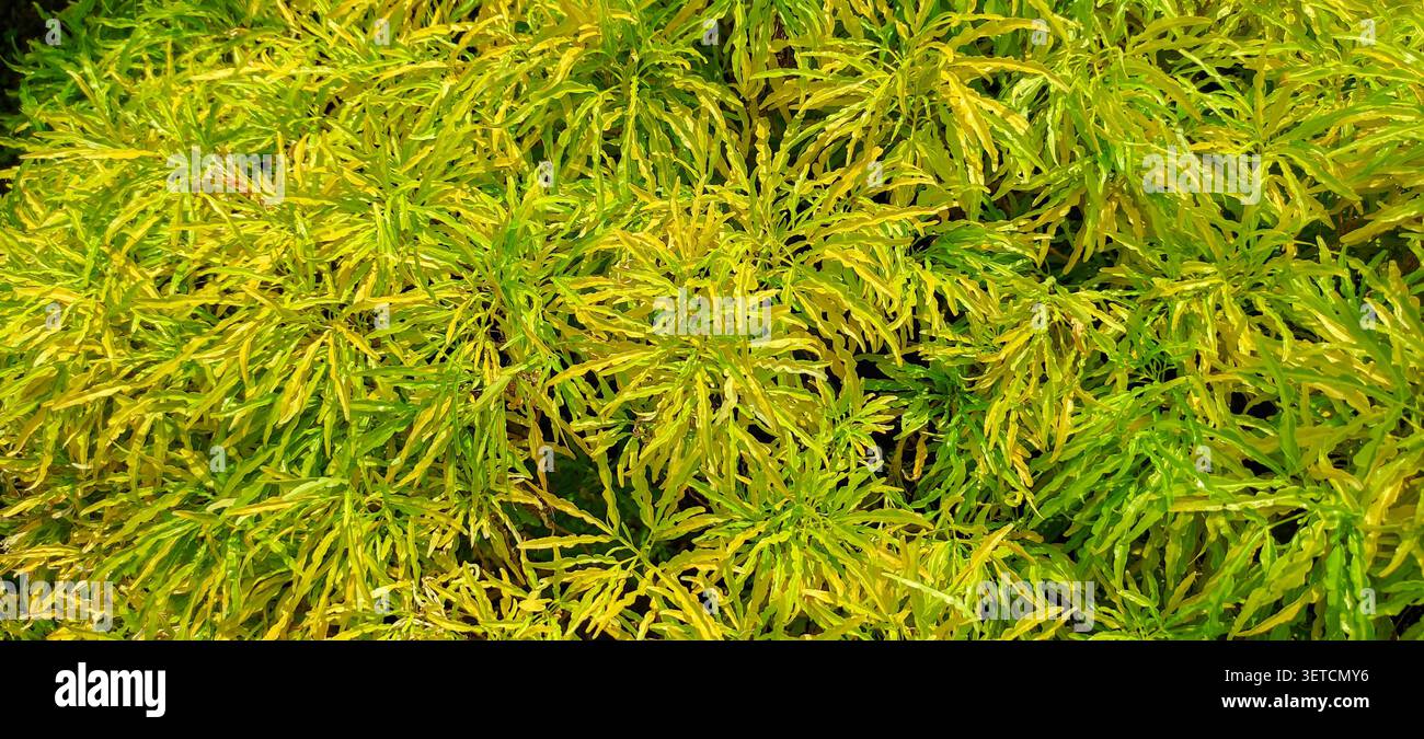 Il fitto fogliame variegato con foglie di giallo-verde e di lime finemente tagliate riempie l'intera cornice, creando un vivace motivo di texture naturale. Foto Stock