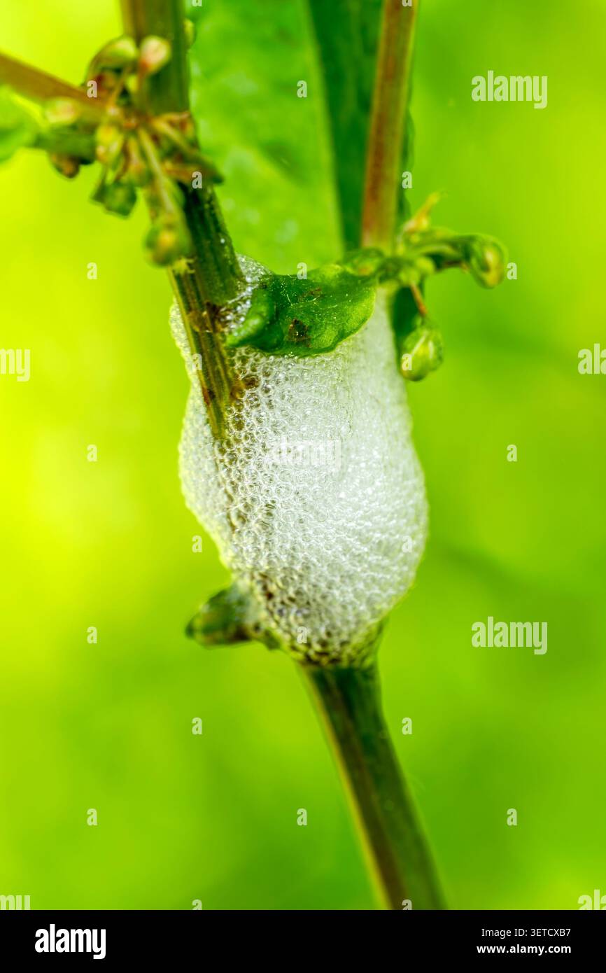 Macro primo piano di schiuma bianca di cuculo sputata fatta da ninfe froghopper su un gambo vegetale verde, fauna selvatica del giardino in natura immagine fotografica Foto Stock