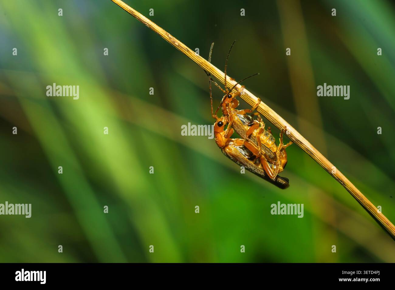 Gli scarabei si accoppiano a giugno Foto Stock
