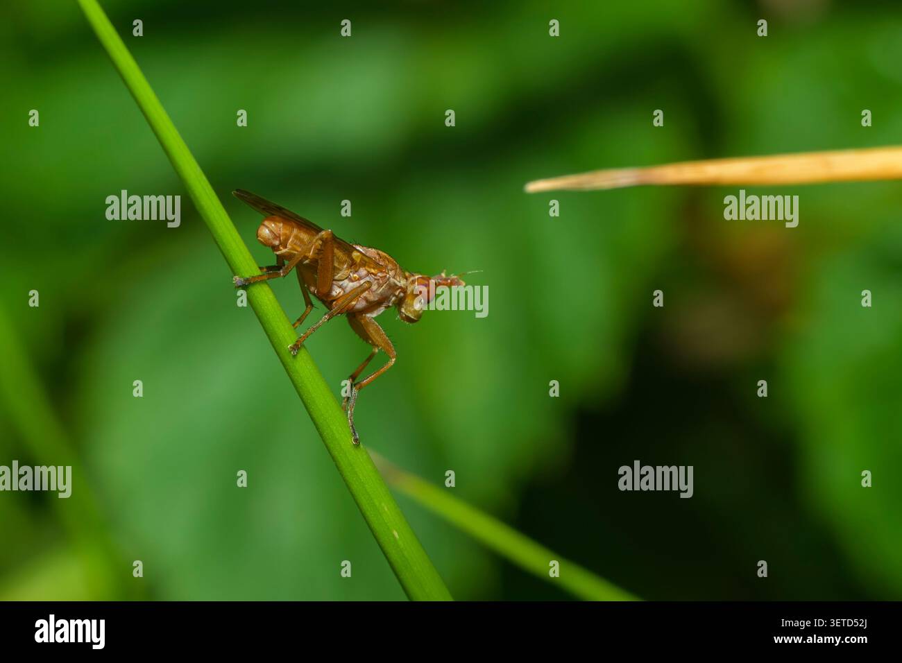 Alcuni insetti o le loro larve sembrano alieni Foto Stock