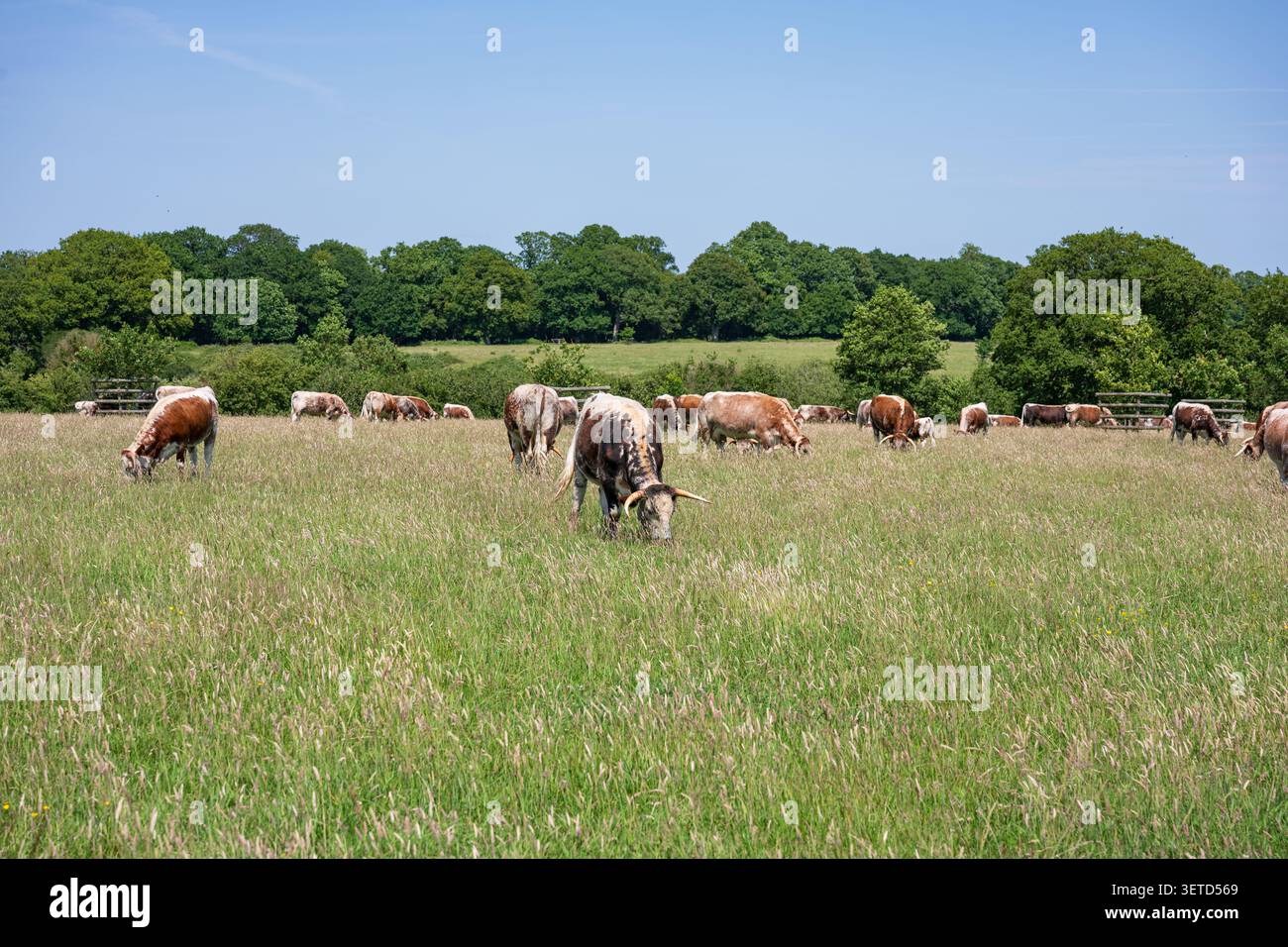 Mandria di bovini Longhorn, Knepp Estate Foto Stock