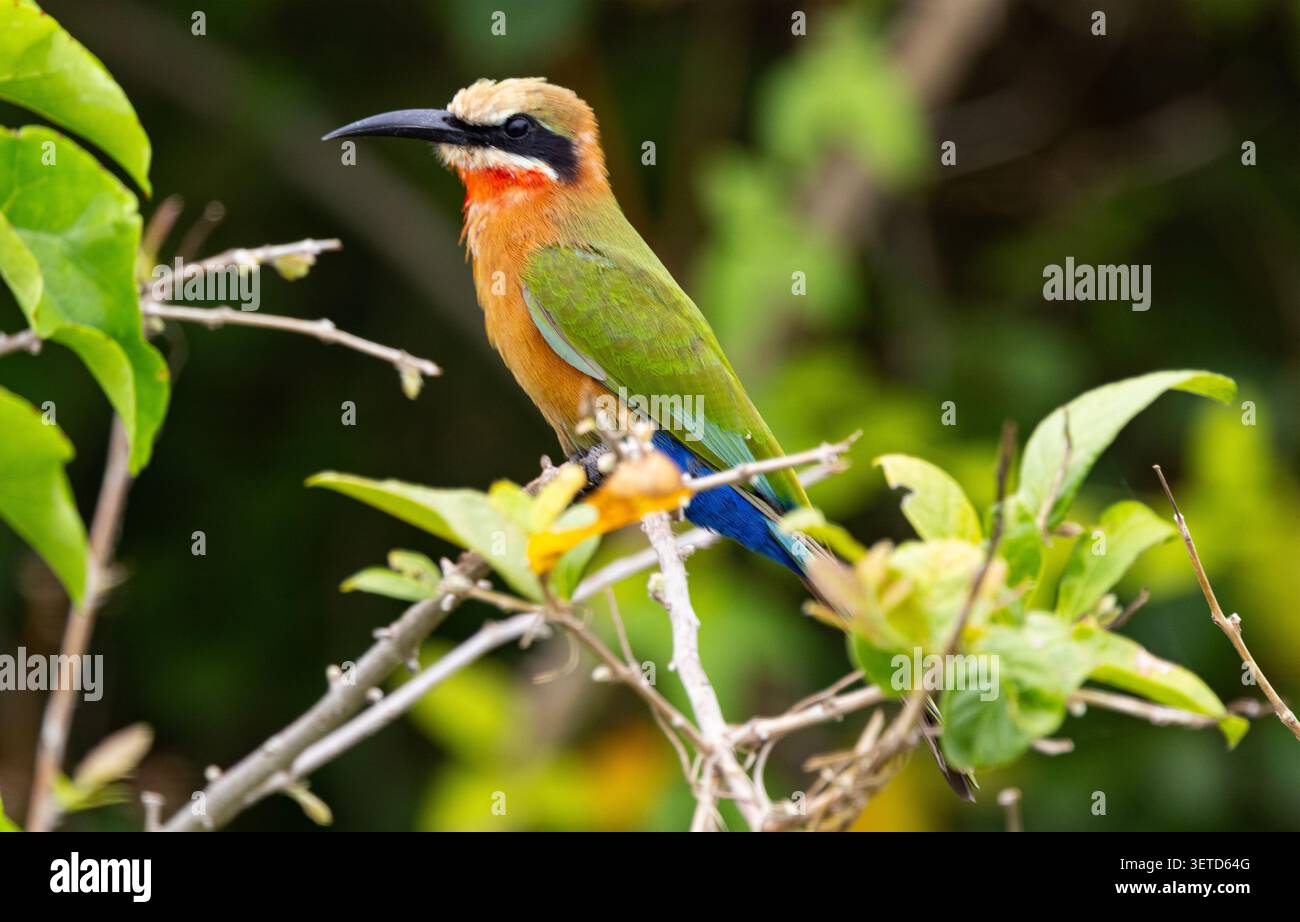 Il Mangiatore di api dalla fronte bianca è un uccello comune che si trova tutto l'anno lungo le rive del fiume Rufiji. Foto Stock