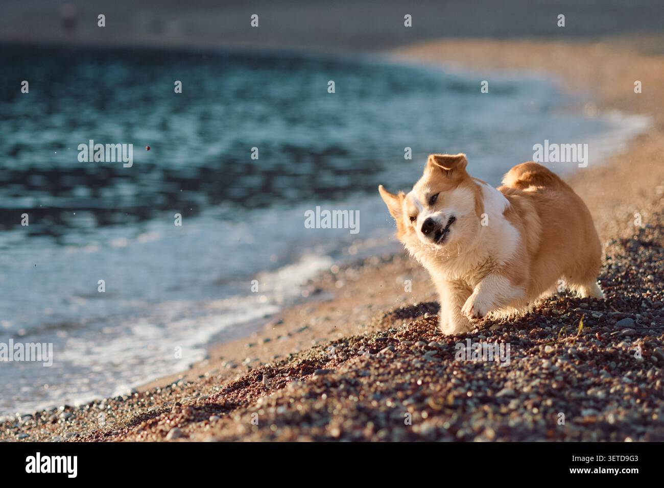 Pembroke Welsh Corgi godendosi un momento calmo sulla spiaggia al tramonto. Lo sfondo naturale della costa crea contenuti di viaggio estivi rilassati. Foto Stock
