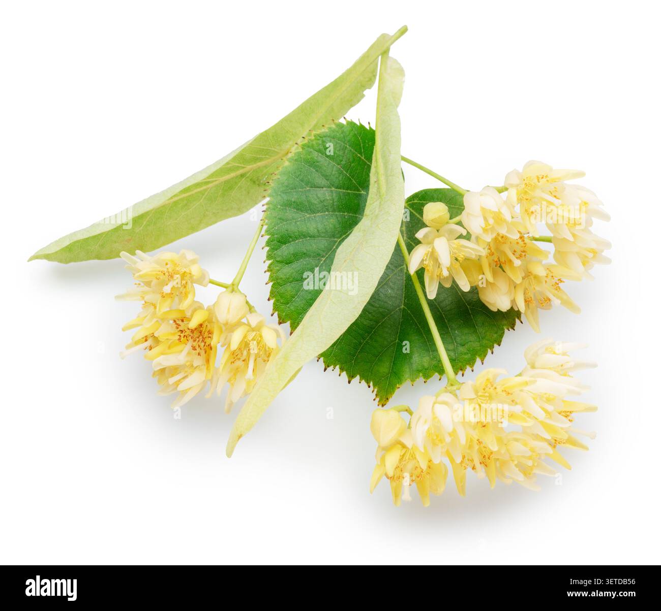 Fiori di tiglio freschi con foglie verdi isolate su sfondo bianco. Questi fiori aromatici dall'albero di Tilia sono ampiamente utilizzati per fare sano Foto Stock