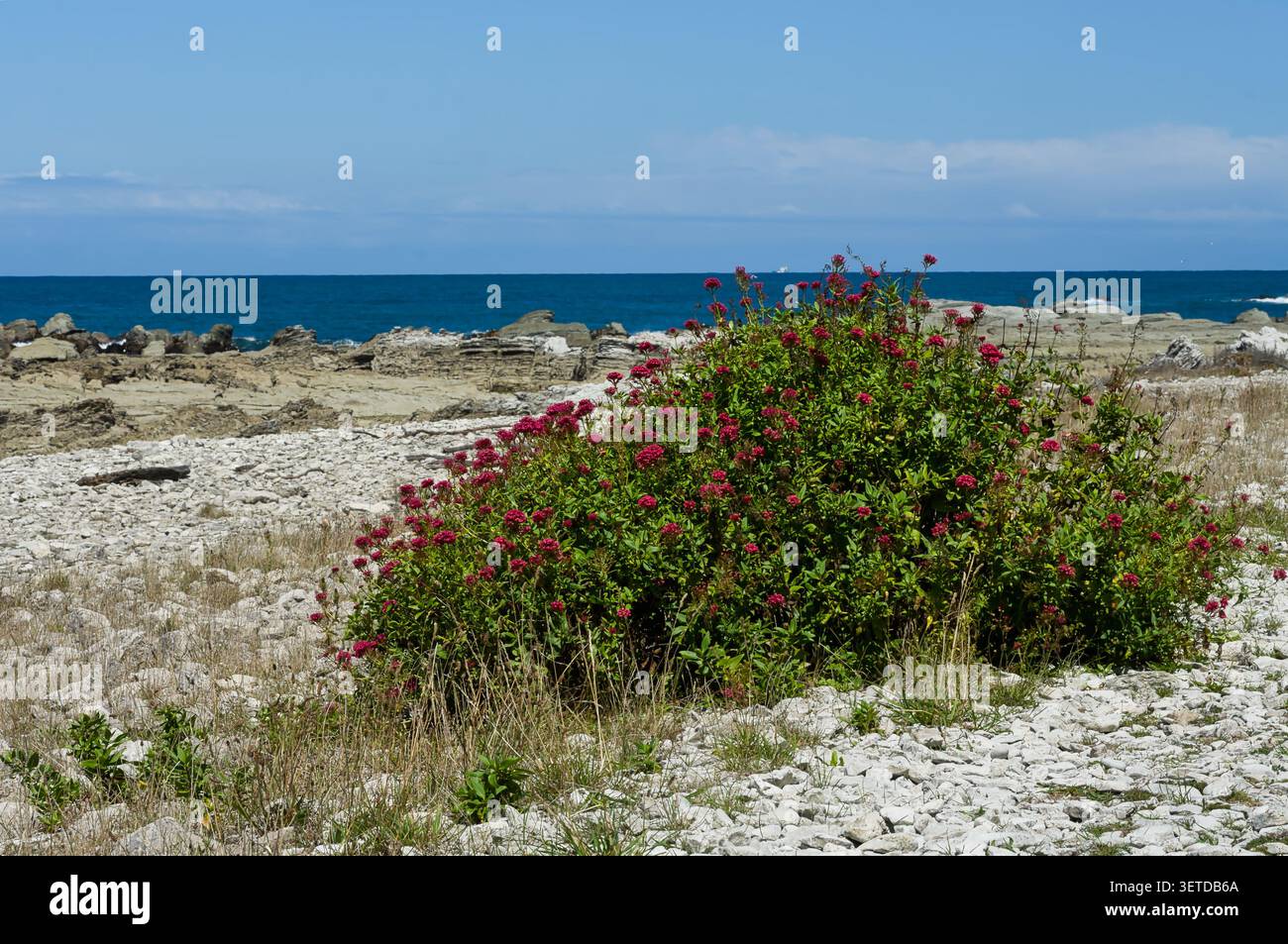 Un arbusto di Red Valerian, chiamato anche spur valerian (Centranthus ruber), cresce sulla costa rocciosa calcarea di Kaikoura, nell'Isola del Sud, in nuova Zelanda Foto Stock