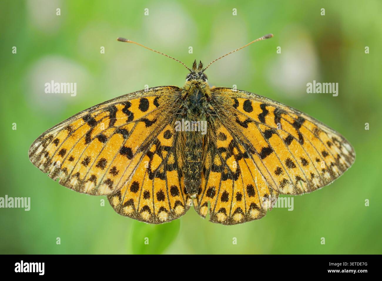 Boloria selene piccola perla delimitata dalla farfalla fritillaria bella vista dorsale o specie rare e vulnerabili che riposano su una foglia di pianta prendono nettare Foto Stock
