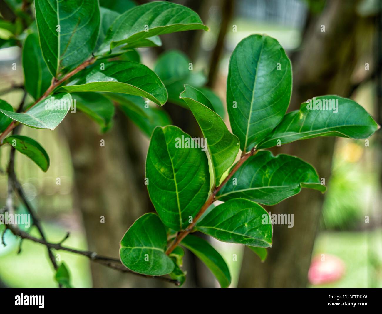 Vista ravvicinata dello Sweet Viburnum Foto Stock
