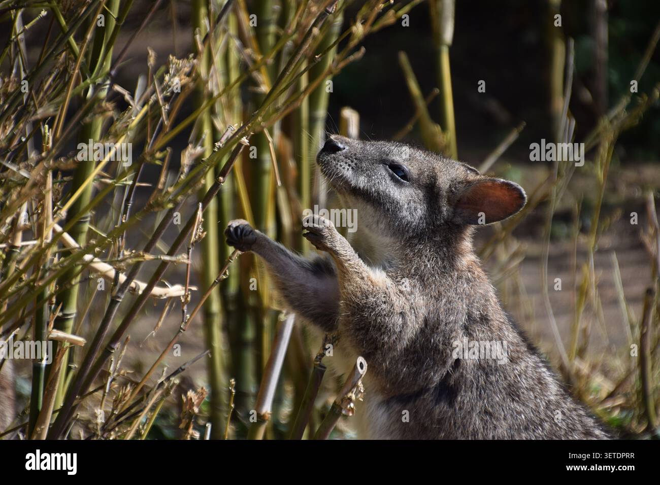 Wallaby che raggiunge le canne allo zoo di Banham, Norfolk, Inghilterra Foto Stock