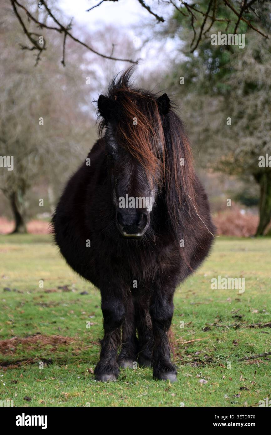 Ritratto di un pony della New Forest nel New Forest National Park, Hampshire, Inghilterra Foto Stock
