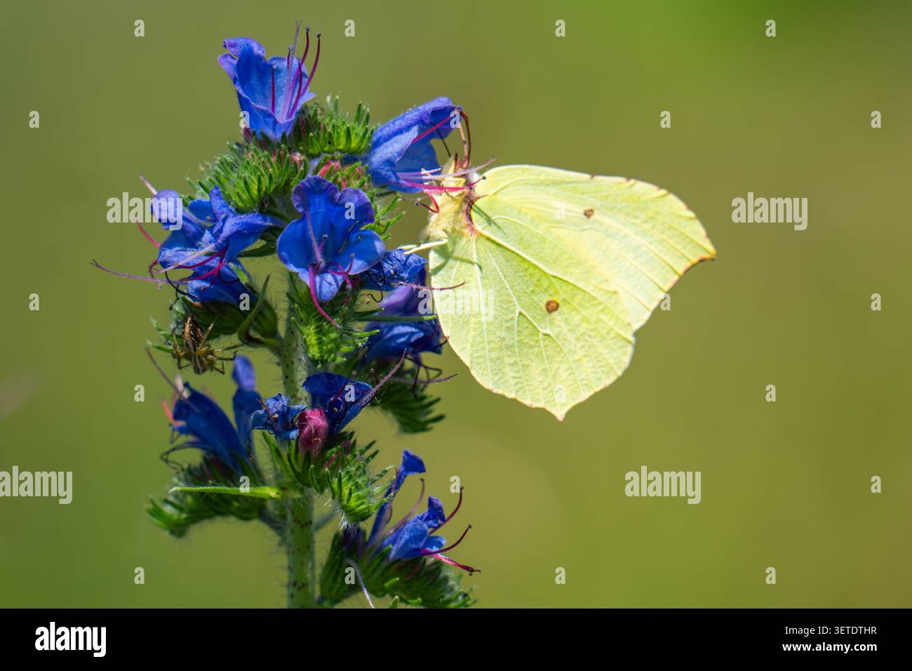 Comune farfalla gialla di pietra Foto Stock