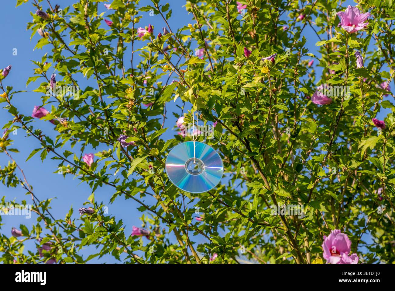 Un compact disc è stato sospeso dal ramo di un albero lilla ibisco per emettere riflessi che spaventano uccelli fastidiosi come piccioni e colombe Foto Stock