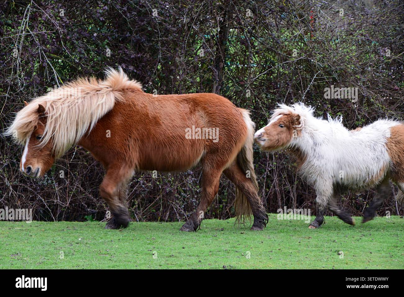 New Forest pony mare con puledro nel New Forest National Park, Hampshire, Inghilterra Foto Stock