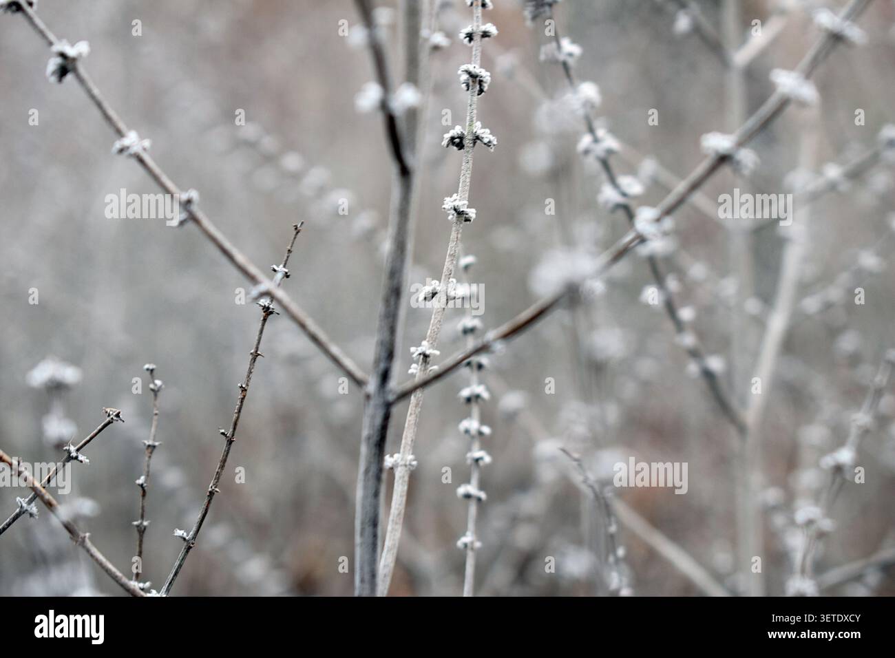 Steli di fiori selvatici secchi ricoperti di gelo in un prato invernale con poca profondità di campo Foto Stock