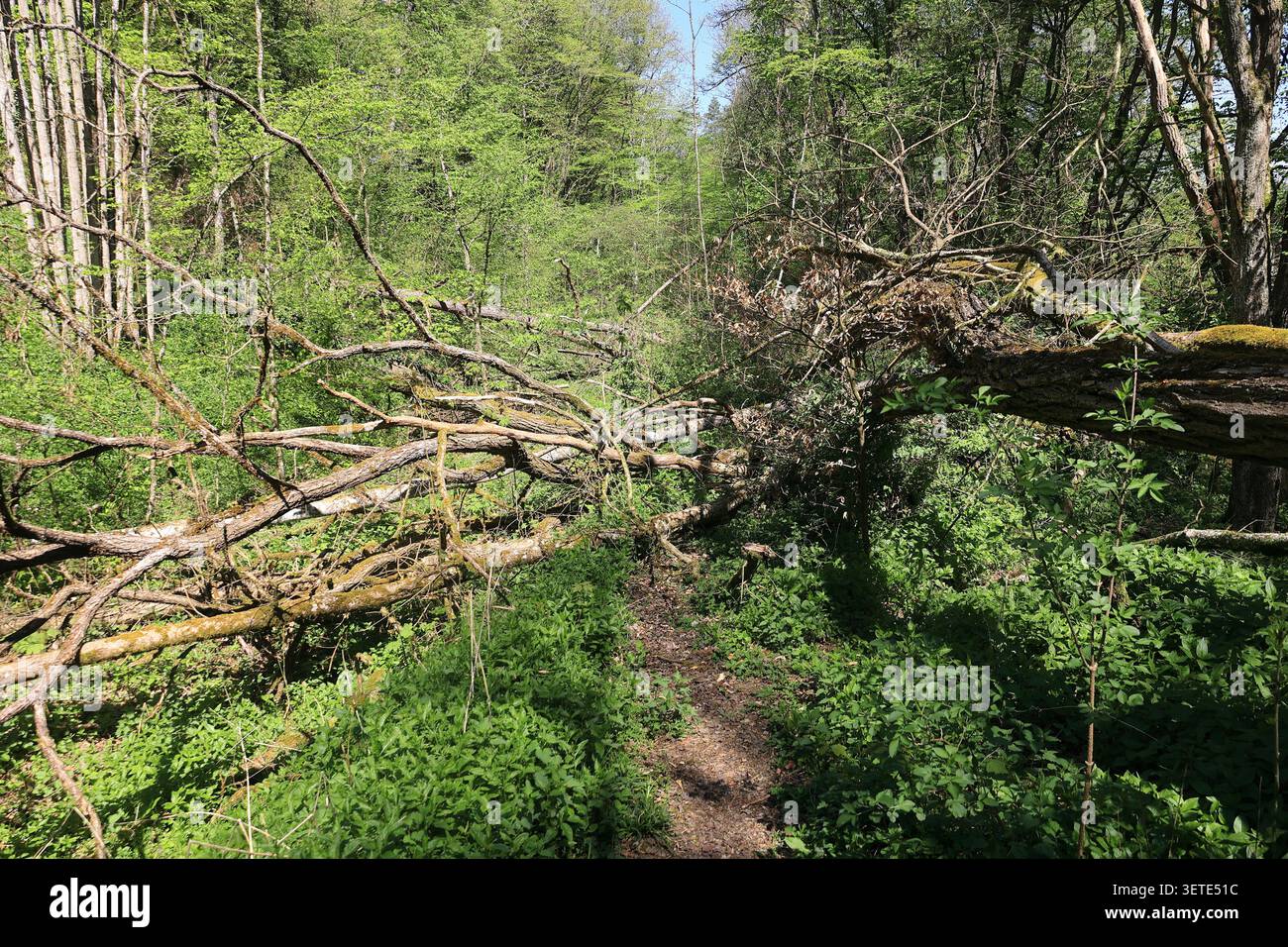 Il sentiero forestale vicino a Schafhausen è bloccato da un albero. Foto Stock