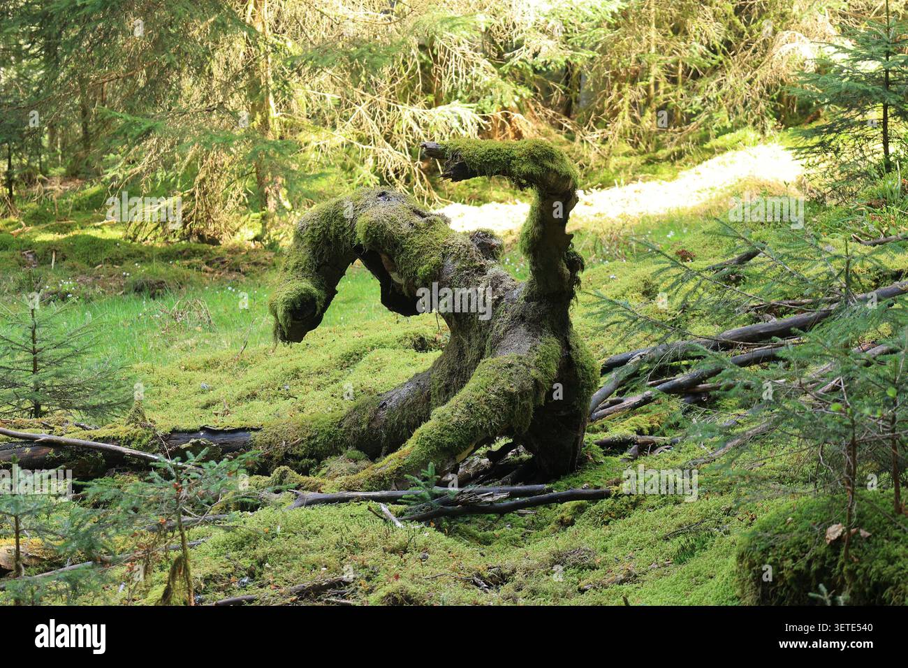 Albero caduto nella Foresta Nera a forma di animale con collo lungo. Foto Stock