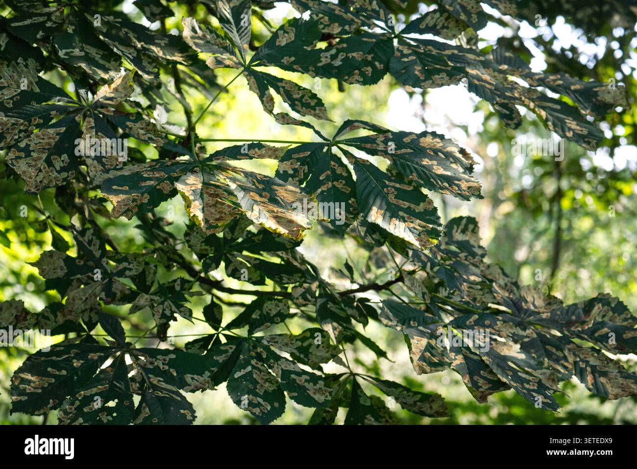 Foglie verdi danneggiate di un castagno (Aesculus hippocastanum) con caratteristiche macchie marroni secche causate dalle larve della minatrice del castagno. Malattia degli alberi, parassiti degli spazi verdi urbani e problemi di ecologia ambientale in un parco sotto luce diffusa. Foglie danneggiate dalla minatrice del castagno, primo piano. Foto di alta qualità Foto Stock