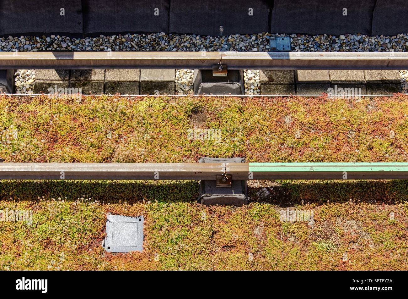 Tetto nei Paesi Bassi coperto da piante di sedum, con ghiaia, mattoni e bitume ai bordi, nonché rotaie per il sistema di pulizia del vetro Foto Stock