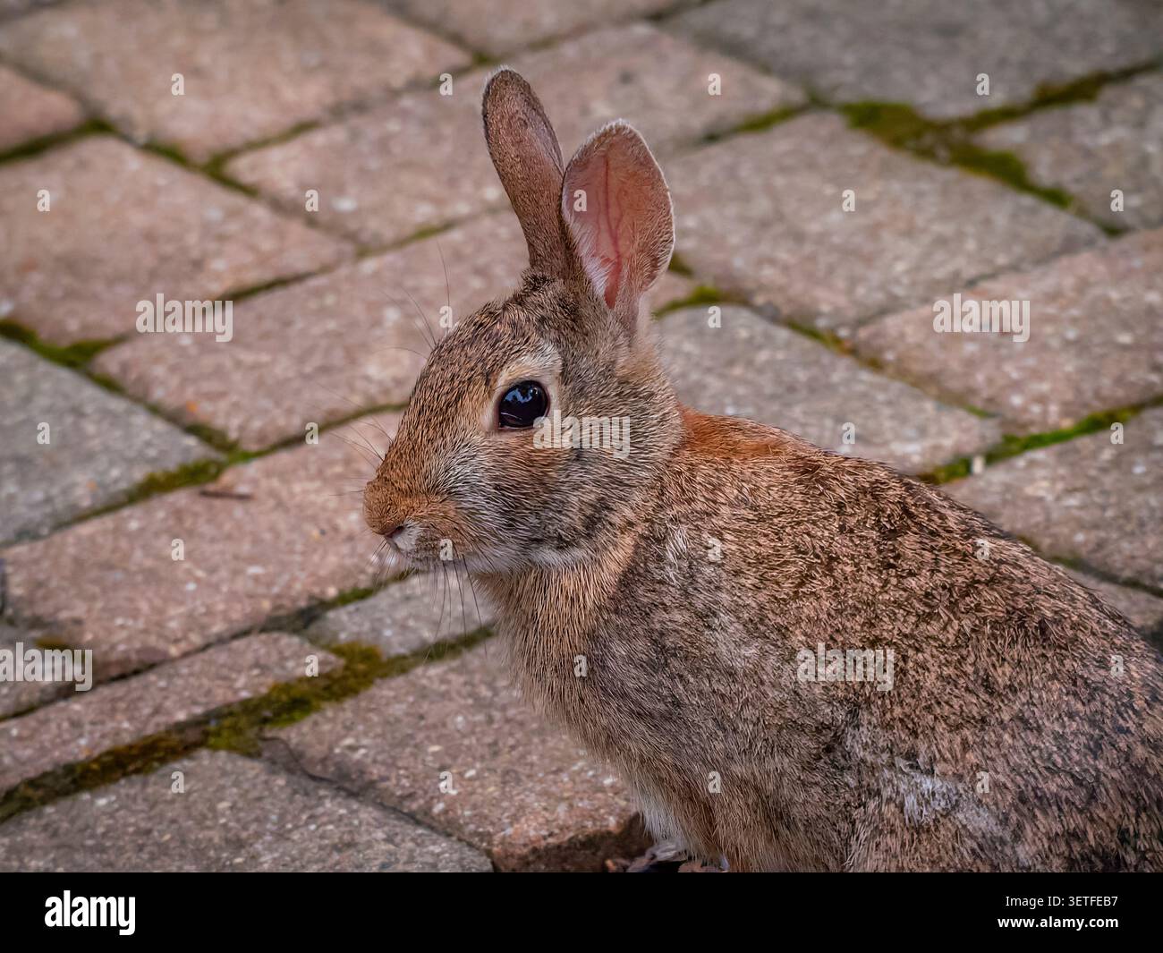 Coniglio di cottontail orientale seduto su pietre di pavimentazione in mattoni in un giardino esterno con patio Foto Stock