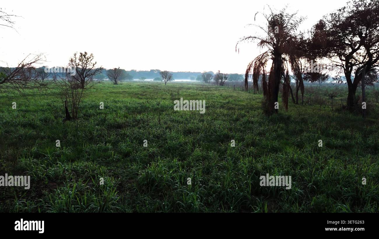 La luce del mattino presto ammorbidisce il paesaggio. L'erba verde rigogliosa riempie il primo piano. Gli alberi con fogliame rossastro si trovano vicino all'orizzonte. La nebbia persiste Foto Stock