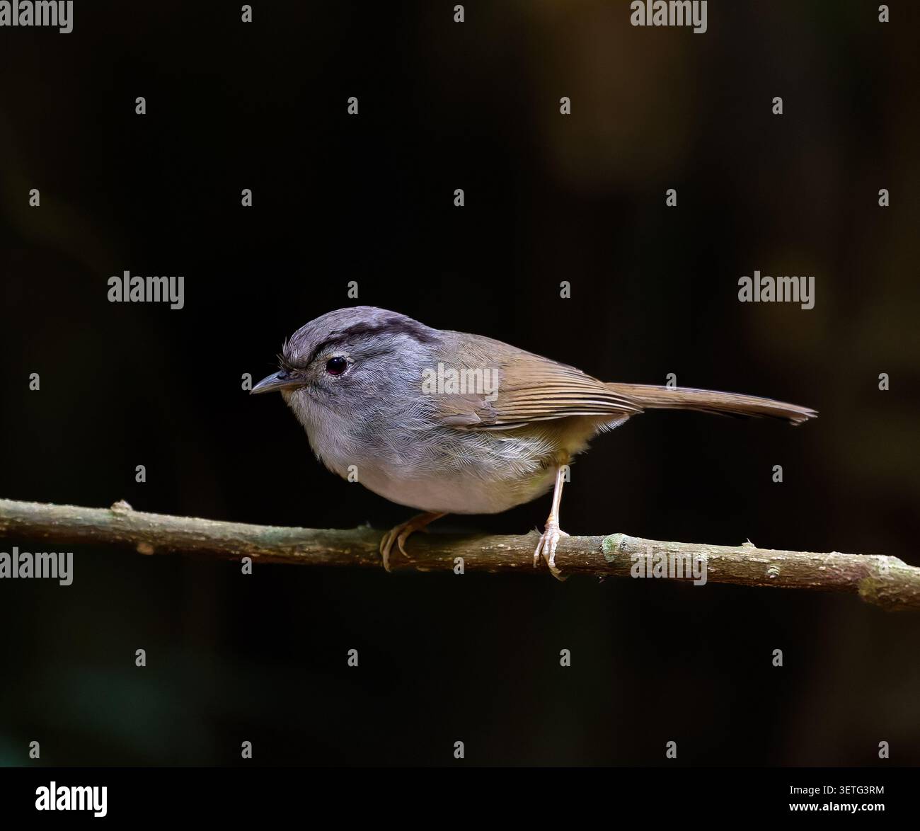 Monte Fulvetta (Alcippe peracensis) arroccato su un ramo nella foresta montana, da Lat, Vietnam Foto Stock