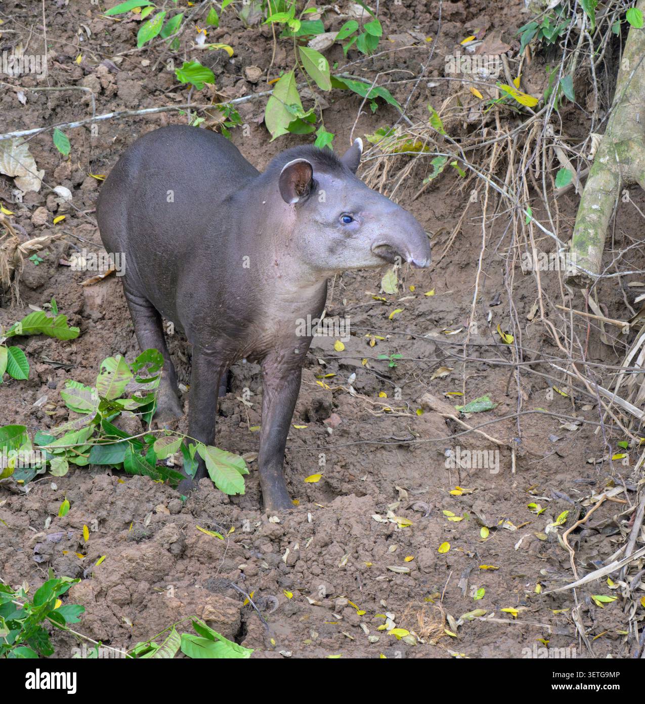 Tapir amazzonico o di pianura (Tapirus terrestris) sulla riva del fiume Manu, coperto da zecche multiple, Parco Nazionale di Manu, Perù. Foto Stock